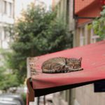 Kedi